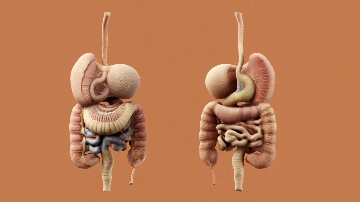 Barriga roncando nem sempre é fome: entenda o borborigmo