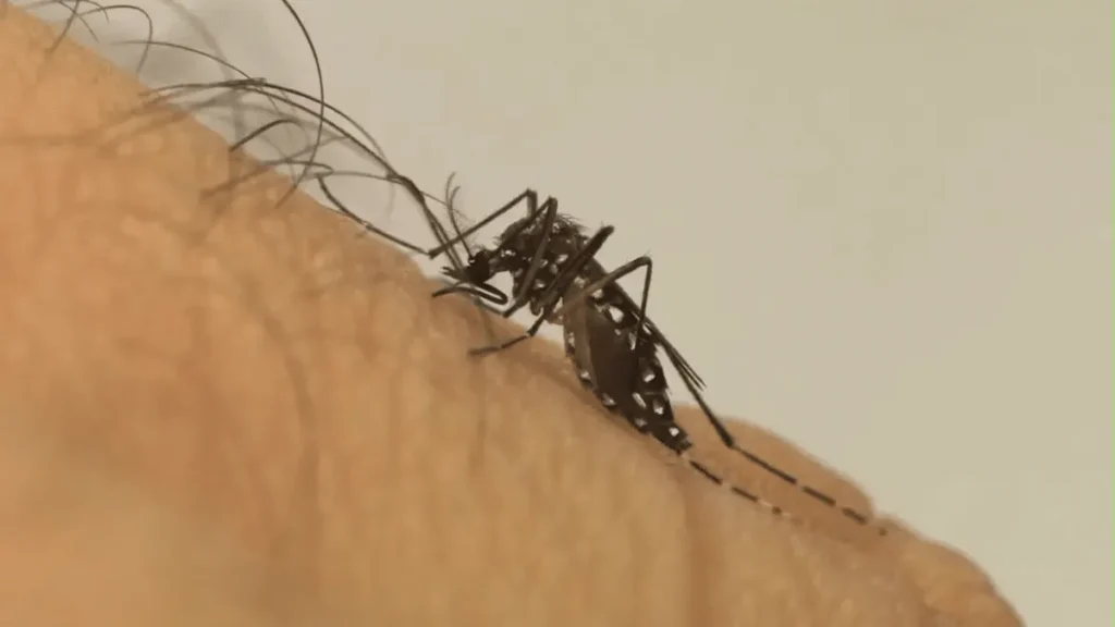 Mosquito da dengue aprende a tolerar repelente, revela estudo