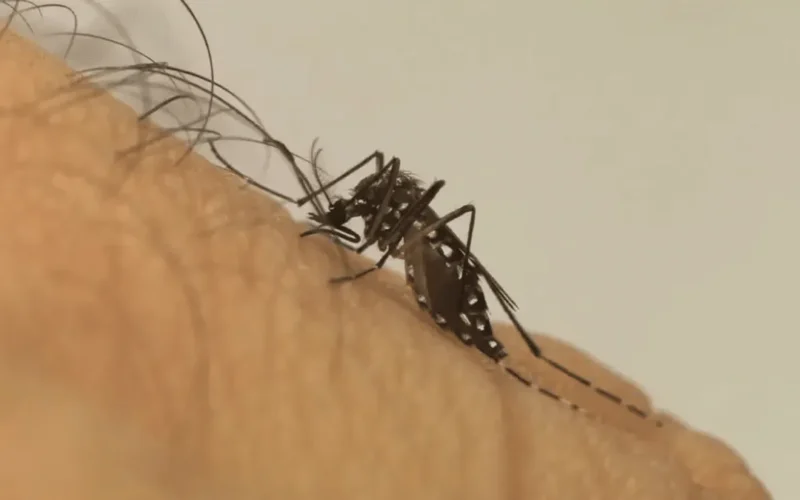 Mosquito da dengue aprende a tolerar repelente, revela estudo